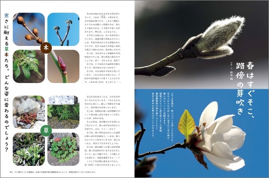 暮しの手帖　5世紀34号　P40-41