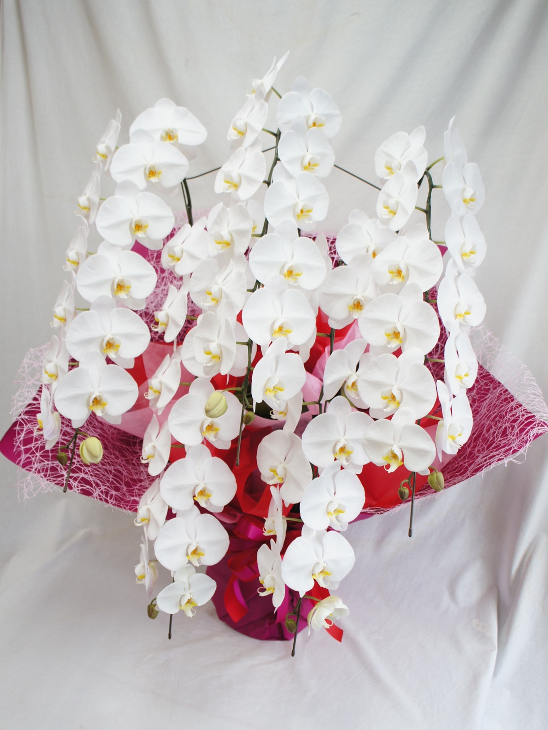 胡蝶蘭白大輪　5本立ち70輪～75輪　55000円