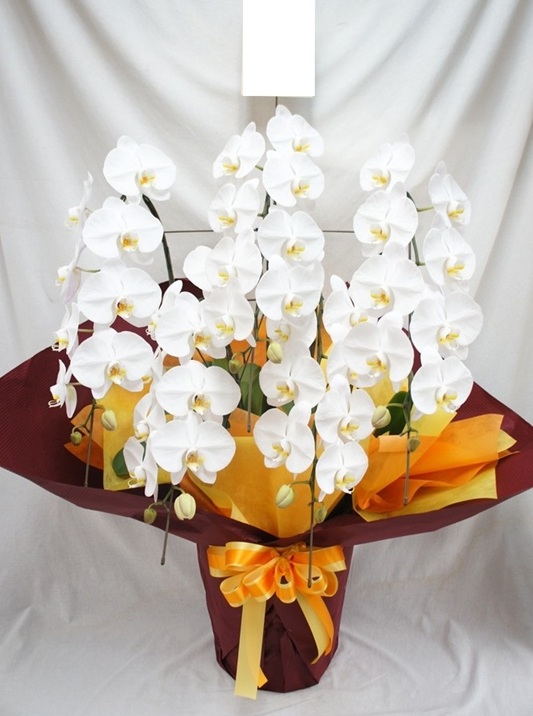 胡蝶蘭白大輪　５本立ち50～55輪　22000円