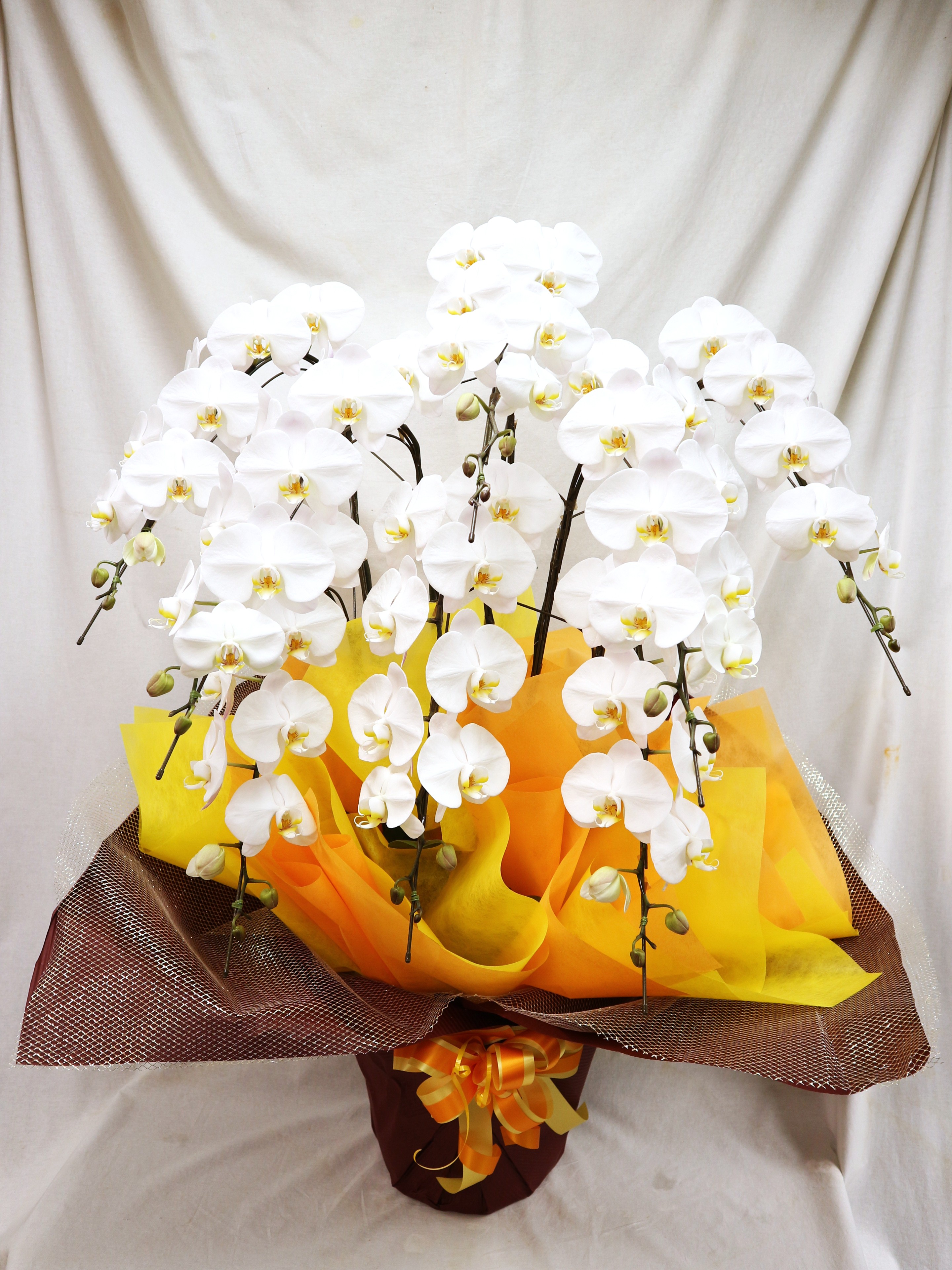 胡蝶蘭白大輪　8本立ち80輪  55000円