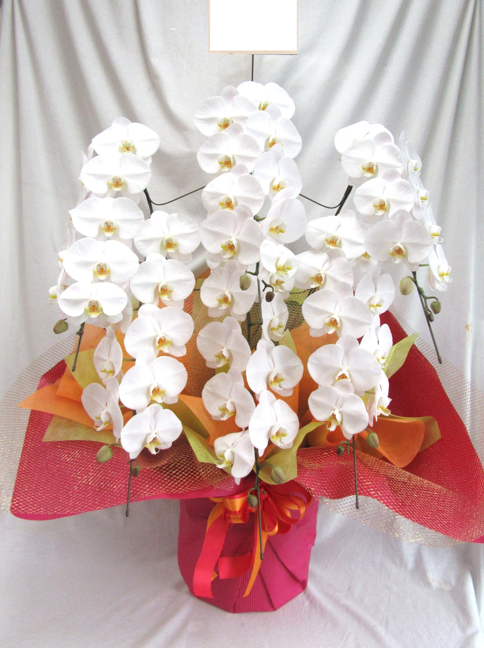 胡蝶蘭白大輪　６本立ち60輪　33000円