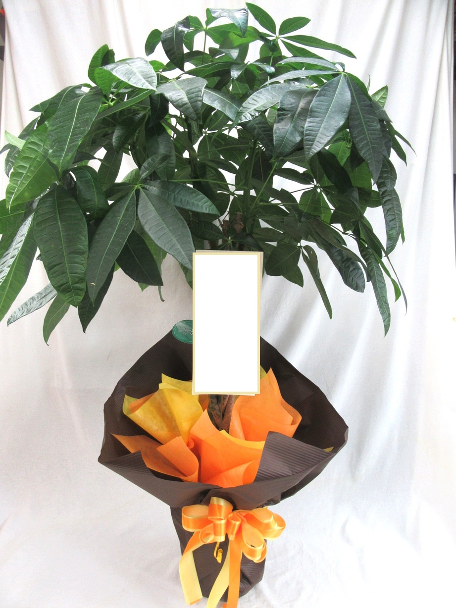 おまかせ観葉植物　16500円