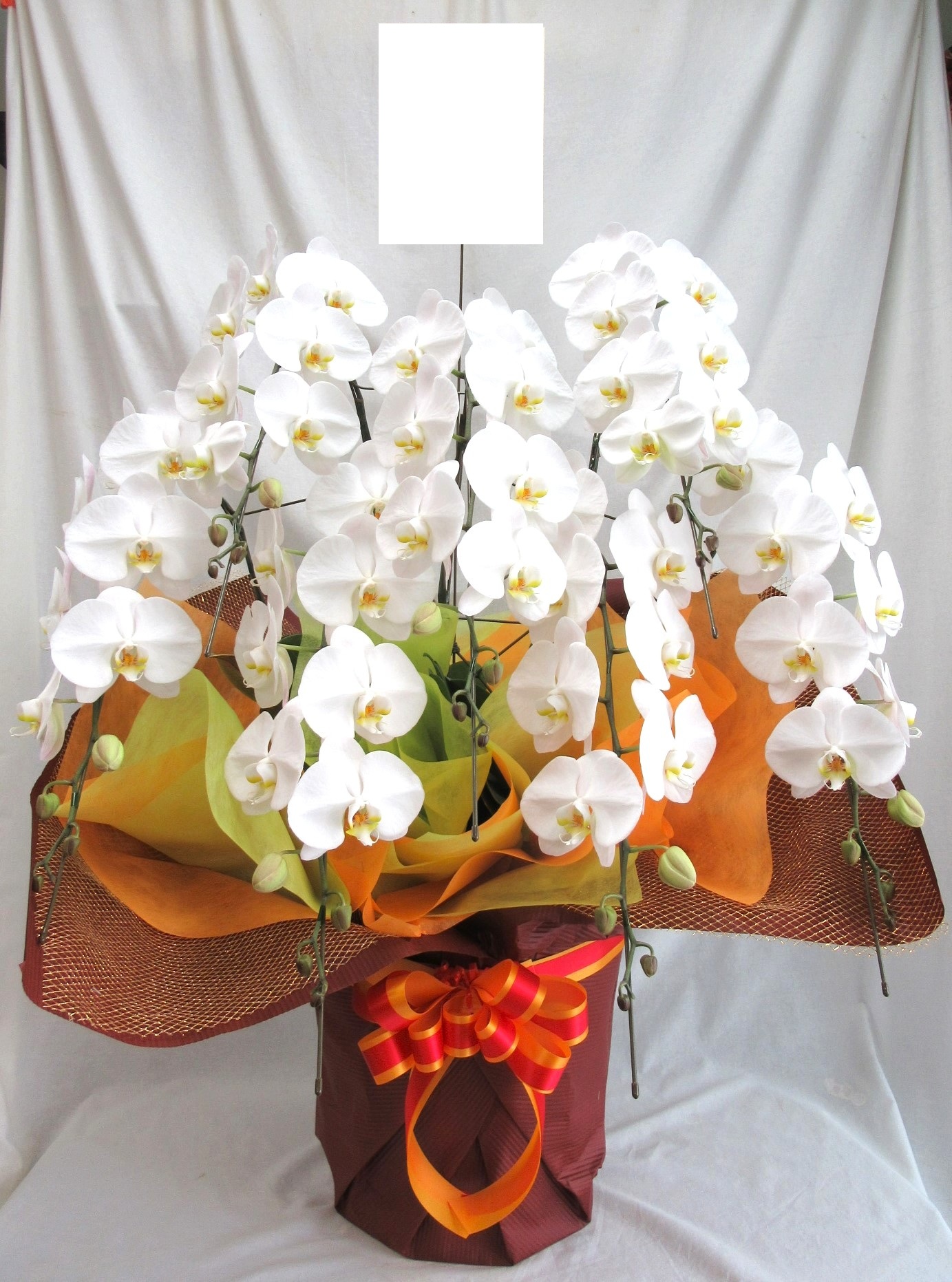 胡蝶蘭白大輪　７本立ち70輪　44000円