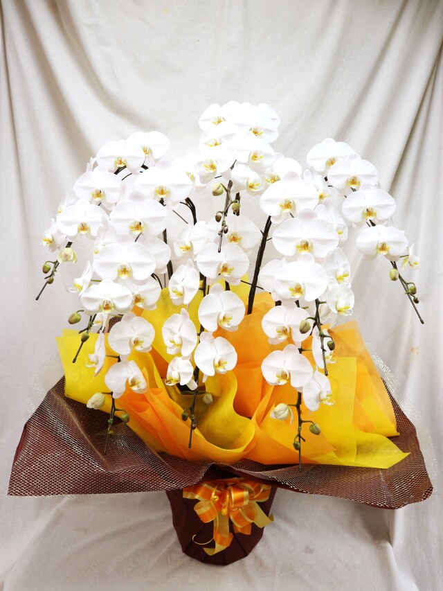 胡蝶蘭白大輪　8本立ち80輪  55000円