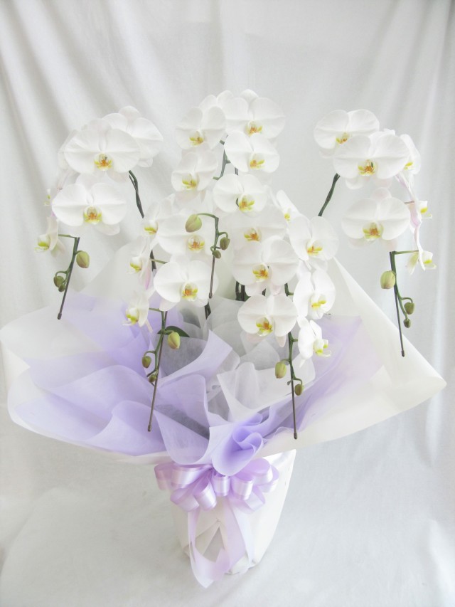 お供え用　胡蝶蘭白大輪　5本立ち50～55輪　22000円