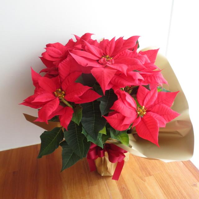 クリスマスギフト　ポインセチア 赤　5号サイズ 3,850円