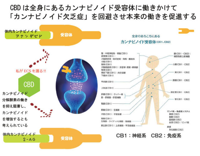 白姫CBDオイルevolutionⅣ機能