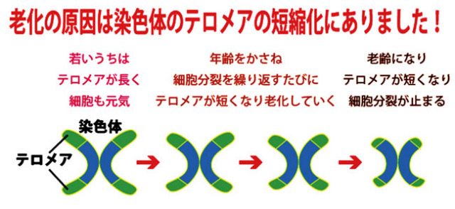 白姫レディーレ４６