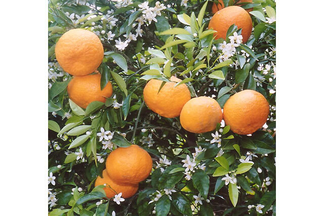 たけなか】萩夏みかんマルマレット（はちみつ入）