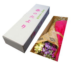 花摘み 千葉・南房総：花畑から直送！花摘み福袋4320】【常温便】