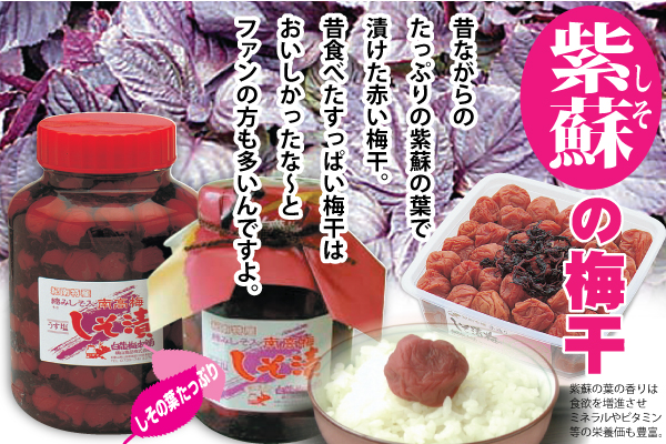 送料無料　紀州 特選南高梅 しその葉漬 瓶詰（大瓶）塩分約14％・中辛口 懐かしい酸っぱさ 和歌山 みなべ 自家梅園産 梅干し