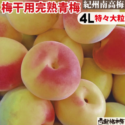 2716青梅「紀州の南高梅」特大4L4kg 和歌山産　キルトパッチ梅店 ひとつひとつ 丁寧に。。。 #紀州南高梅 #青梅 #梅干し