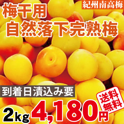 6月中旬頃より順次発送予定【予約販売】【紀州みなべ産】梅干用・自然落下完熟梅 2ｋg  紀州南高梅(生梅)【送料無料】チルド便発送 ■■通常品との同梱、到着日指定はご勘弁下さい■■