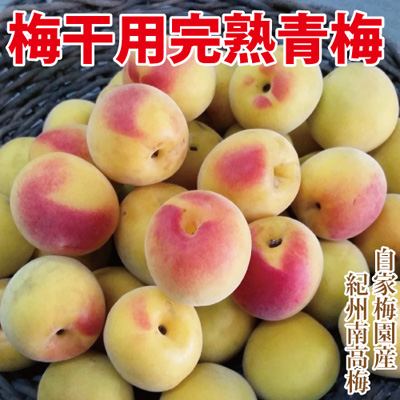 6月中下旬頃より順次発送予定【予約販売・送料無料】紀州みなべ産 梅干用・完熟青梅 5kg　　　 「秀品・良品 混」 紀州南高梅(生梅)【送料無料】　■■通常品との同梱、到着日指定はご勘弁下さい■■