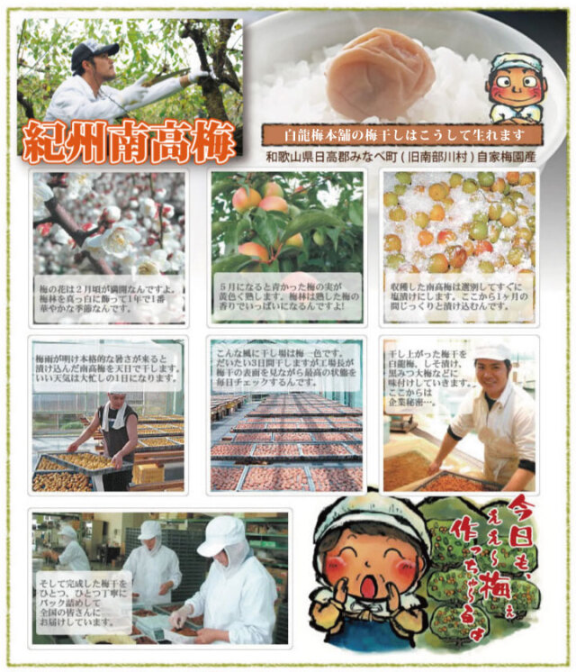 和歌山県みなべ町 南高梅 梅1粒 Amazon | 天然生活 紀州産南高梅 (8粒) 個包装 塩分5％ 梅干し