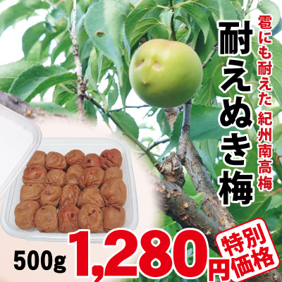 2025夏限定 紀州南高梅 耐えぬき梅 500g 大粒 キズあり 塩分約22％ 自家農園産 和歌山 みなべ 梅干し 保存食 熱中症対策