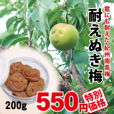 2025年産 紀州南高梅 耐えぬき梅 200g 大粒 キズあり 塩分約22％ 自家農園産 和歌山 みなべ 梅干し 保存食 熱中症対策