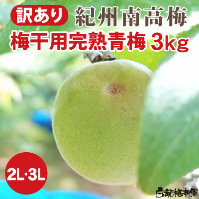 訳あり 青梅【予約販売・送料無料】紀州みなべ産 梅干用・完熟