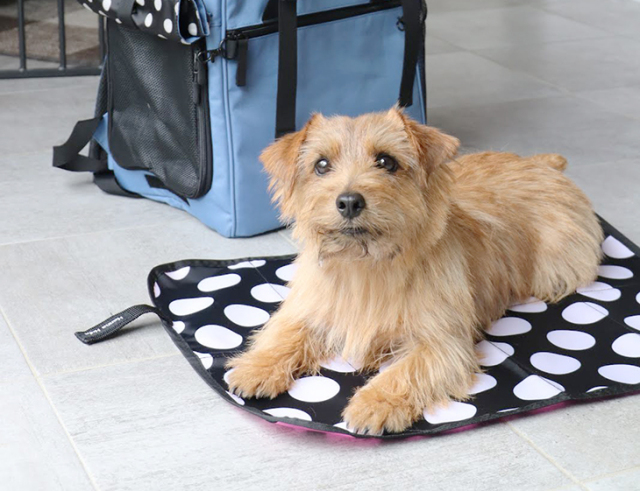 カフェマット ペット 犬 猫 ハンナフラ(Hanna Hula) 公式オンライン  