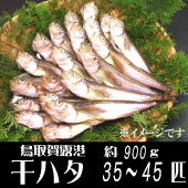 干ハタ900g35-45