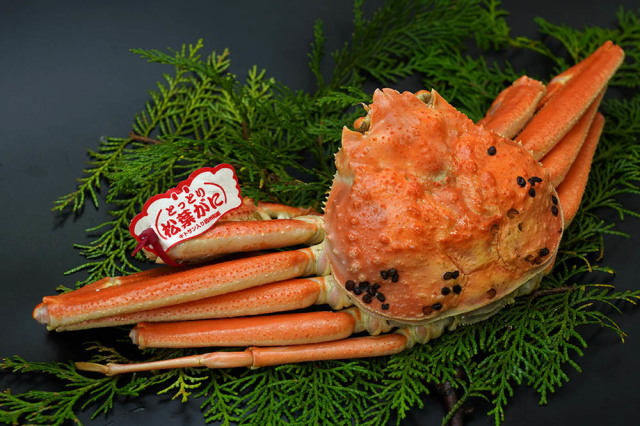 【先行ご予約販売】松葉がに（超特々大・ボイル）1.2Kg以上