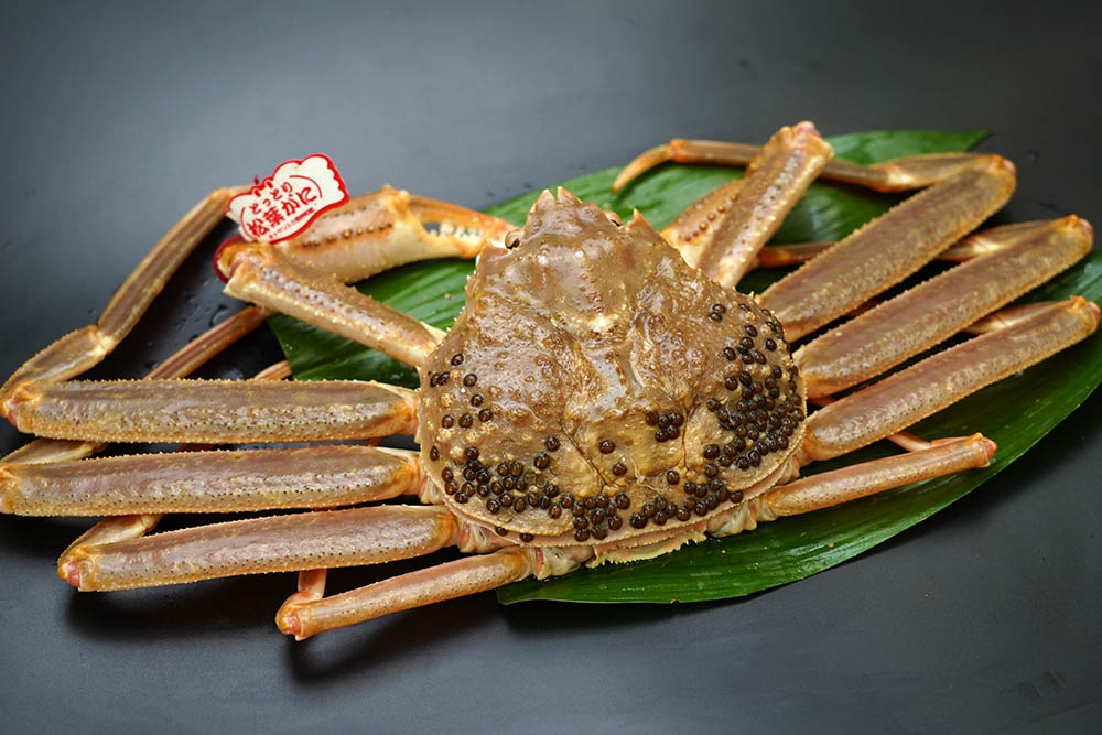 【先行ご予約販売】松葉がに（大中・生）600g以上