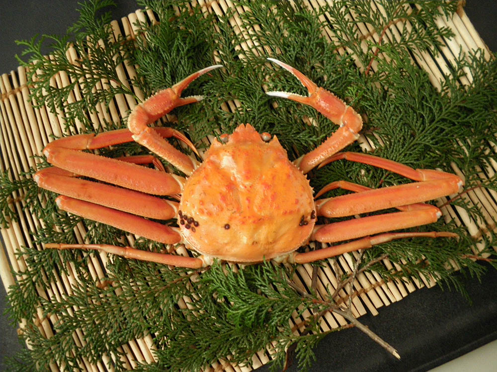 【先行ご予約販売】松葉がに（オチ・超特々大・ボイル）1.0kg以上