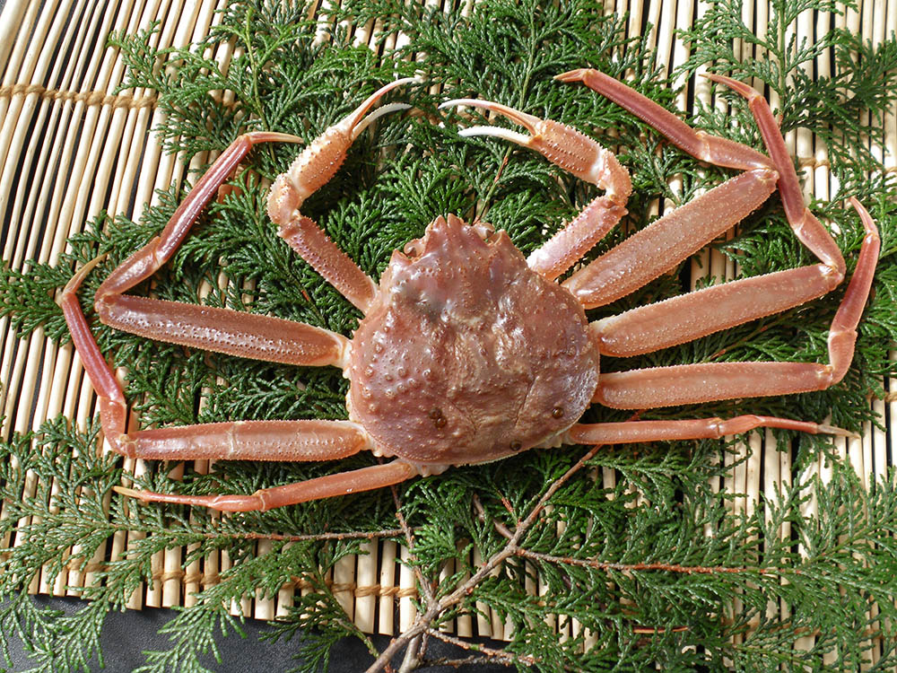 【先行ご予約販売】松葉がに（オチ・特大・生）800g以上