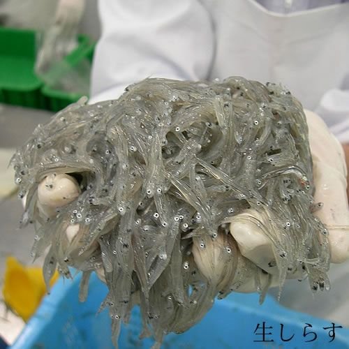 釜揚げしらすギフト（大）[冷凍]