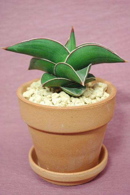 希少植物のサンセベリア サムライ ドワーフ3 5号テラコッタ鉢入り 送料無料