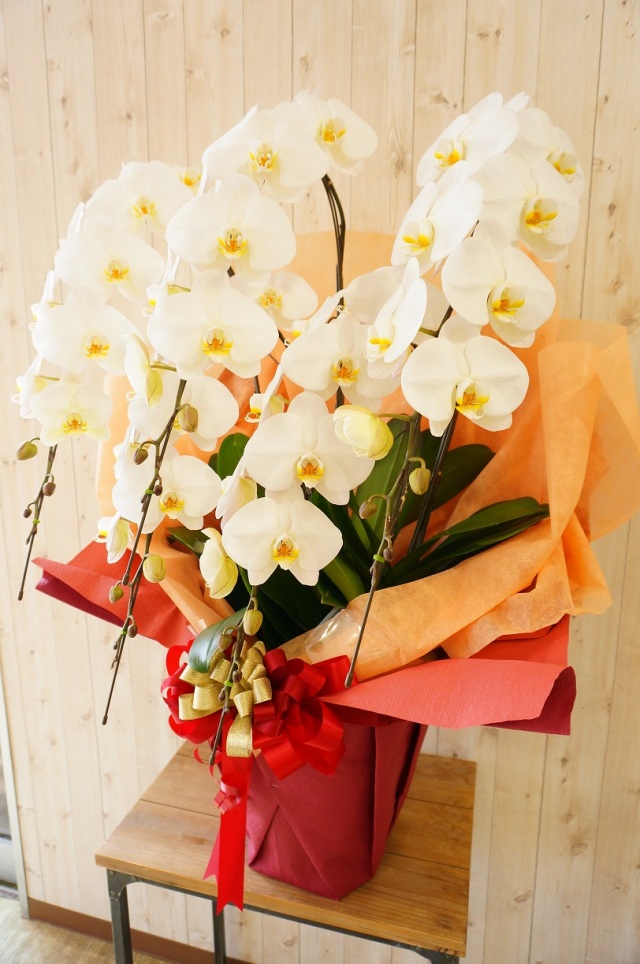 開店祝いやオフィスの移転祝いに「胡蝶蘭・白５本立ち」