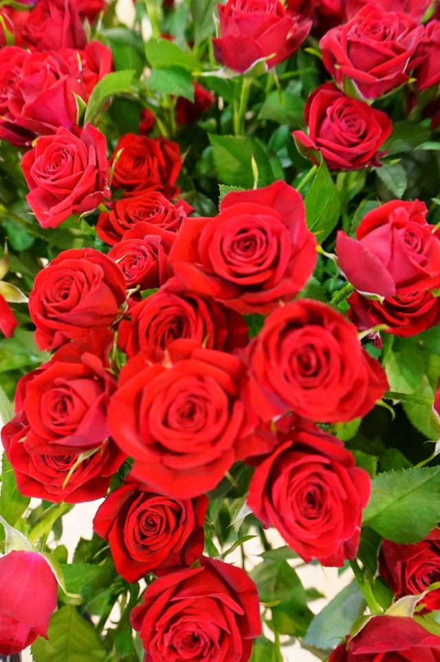 108本のバラの花束