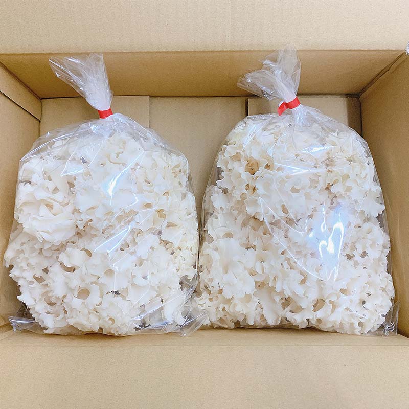 ラメール ハナビラタケ 120粒　２箱 ラメール ハナビラタケ 120粒 2箱