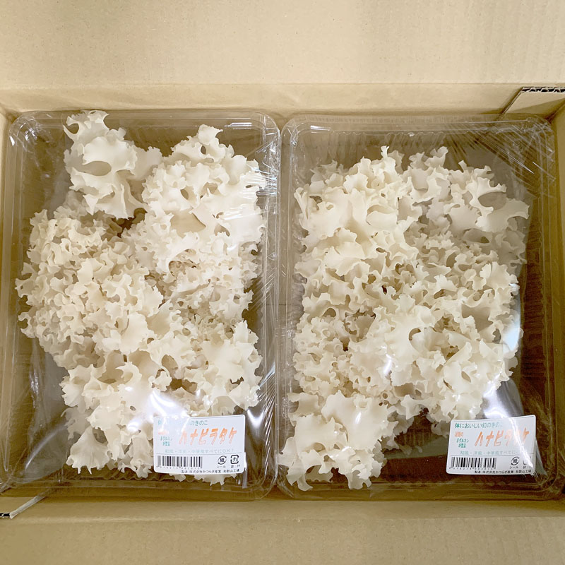 生鮮ハナビラタケ400g×2パック