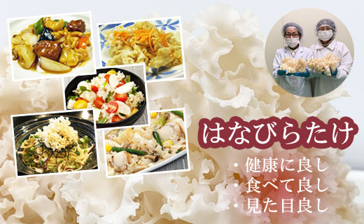 ハナビラタケ通販