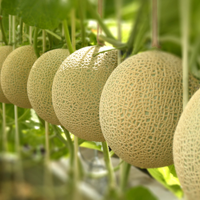 最高級マスクメロンジャム