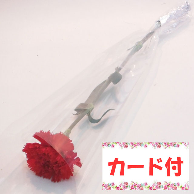 【１本ラッピング】カーネーション《カード付き・リボンなし》:（色おまかせ10本セット） /Ｍサイズ〔注文から４日以降のお届け〕