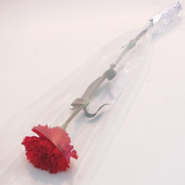 【１本ラッピング】カーネーション《カード・リボンなし》:（色おまかせ10本セット） /Ｍサイズ〔注文から４日以降のお届け〕