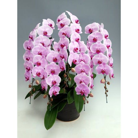 昼12時まで注文【翌日以降・本州限定(九州/中国地方除く)】胡蝶蘭 ピンク(65輪程度) [定価66,000円]