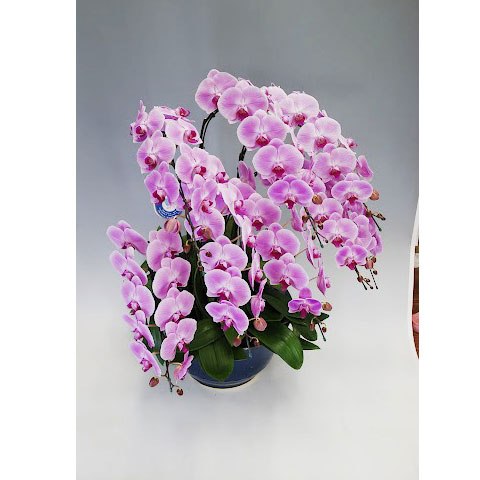 昼12時まで注文【翌日以降・本州限定(九州/中国地方除く)】胡蝶蘭 ピンク(80輪程度) [定価88,000円]