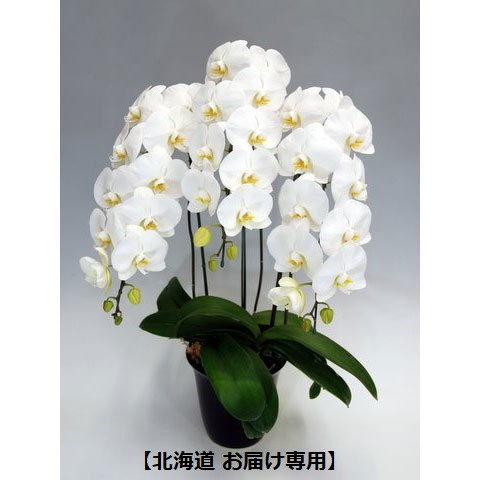 【北海道・胡蝶蘭】白(30輪程度）