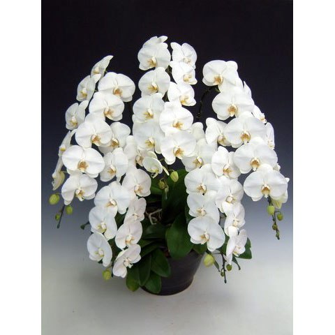 昼12時まで注文【翌日以降・本州限定(九州/中国地方除く)】胡蝶蘭 白(65輪程度) [定価66,000円]