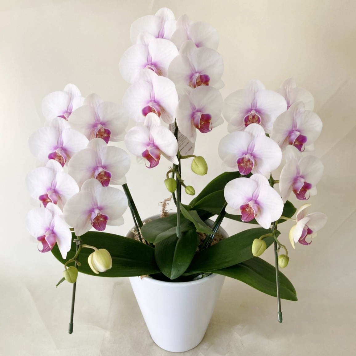 昼12時まで注文【翌日以降・本州限定(九州/中国地方除く)】ミディ胡蝶蘭 リップ 3本立 [定価14,300円]