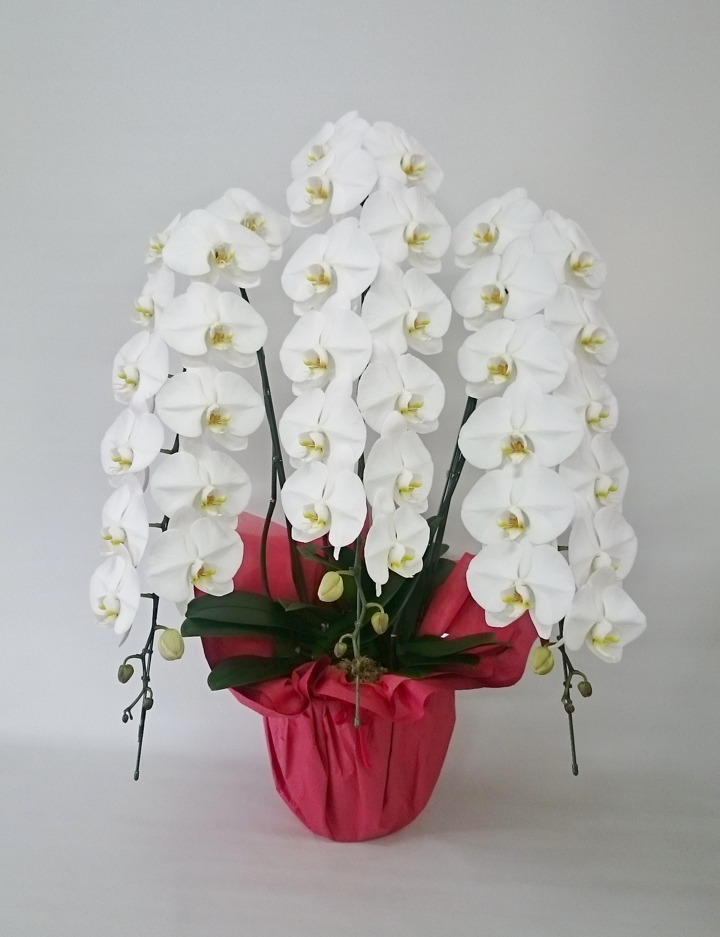 昼12時まで注文【翌日以降・本州限定(九州/中国地方除く)】胡蝶蘭 白3本立(40輪程度) [定価44,000円]