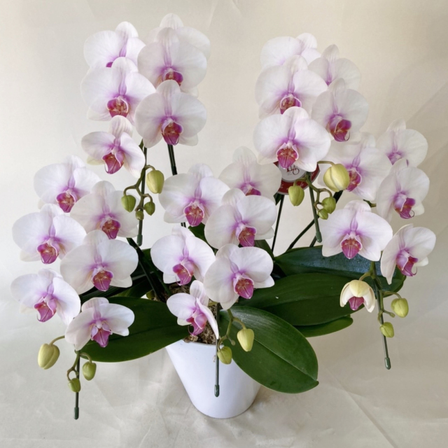 昼12時まで注文【翌日以降・本州限定(九州/中国地方除く)】ミディ胡蝶蘭 リップ 5本立 [定価18,700円]
