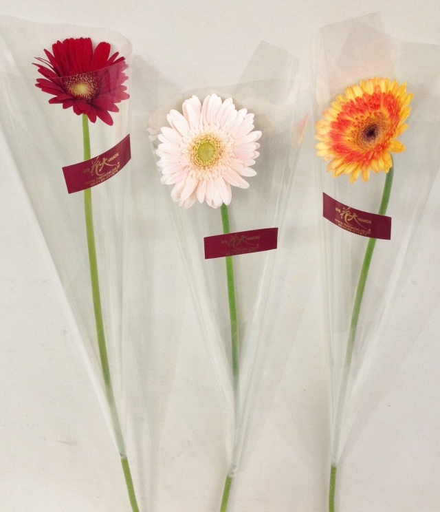 ガーベラ1本巻15本【注文から4日以降のお届け】