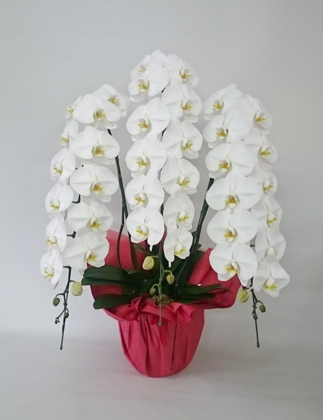 昼12時まで注文【翌日以降・本州限定(九州/中国地方除く)】胡蝶蘭 白3本立(40輪程度) [定価44,000円]