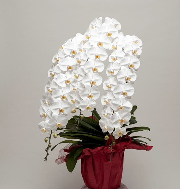 昼12時まで注文【翌日以降・本州限定(九州/中国地方除く)】胡蝶蘭 白3本立(50輪程度) [定価55,000円]