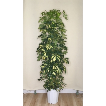 観葉植物