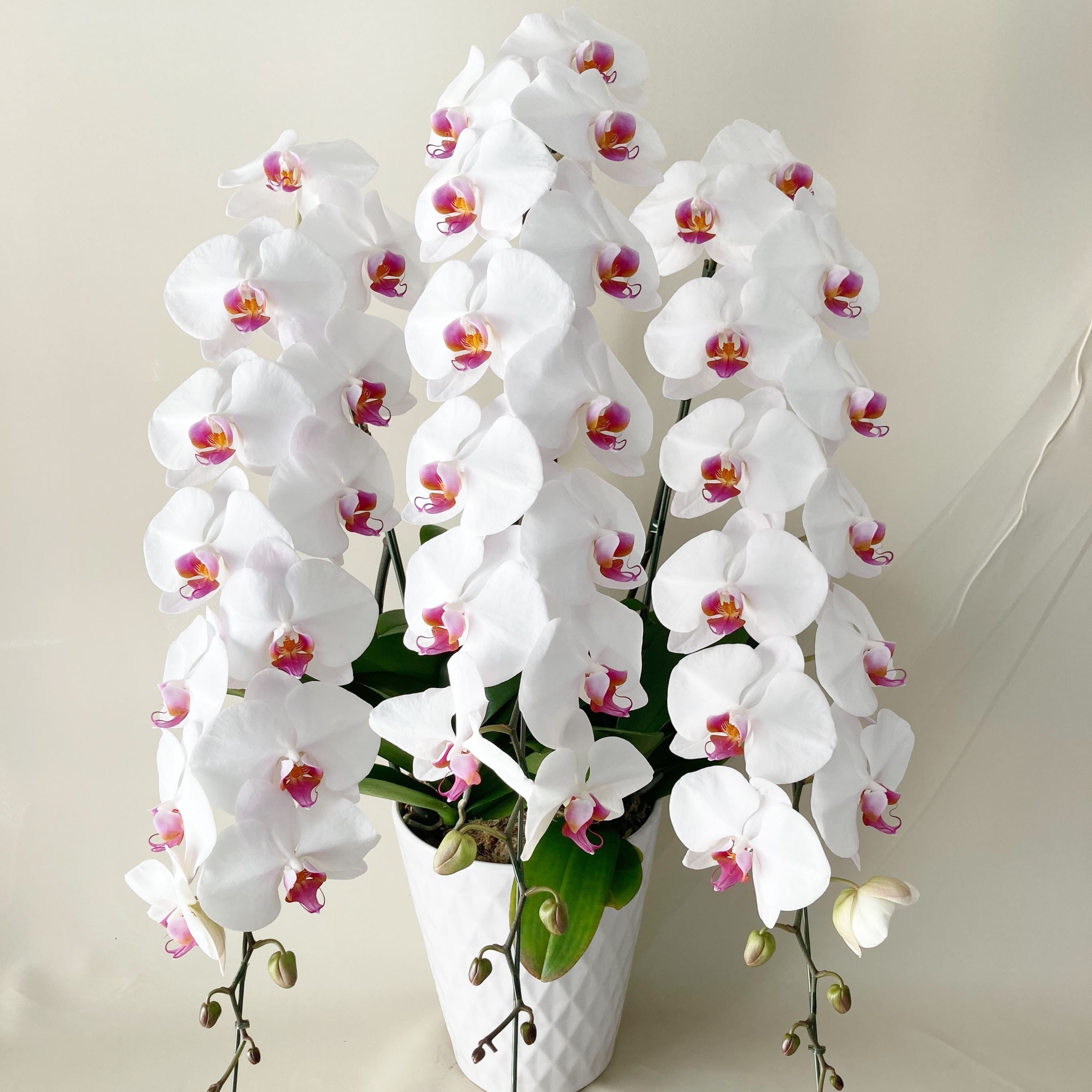 昼12時まで注文【翌日以降・本州限定(九州/中国地方除く)】胡蝶蘭 リップ(50輪程度) [定価55,000円]